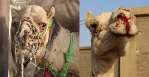Reálny pohľad na ťavy a koňov zotročovaných v Egypte pre cestovný ruch. Mnohým od únavy tečie krv
