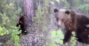 Medveďa na seba z nepochopiteľného dôvodu zámerne upozornil a nepekne na to doplatil