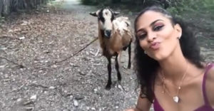Keď sa koza stretne s capom