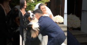 Najviac dojatým hosťom na svadbe bol Bernský salašnícky pes