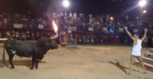 Provokoval nesprávneho býka. Taktiku na ústup si príliš nepremyslel