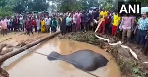 Desiatky dedinčanov spojili svoje sily, aby zachránili topiaceho sa slona