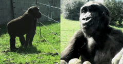 Mladá gorila sa snaží prekonať elektrický plot. Chce byť so svojou rodinou