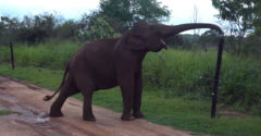 Inteligentný slon prechádza cez elektrický plot