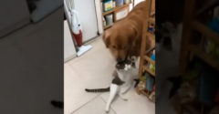 Keď nejde mačka k majiteľovi, tak ide pes k mačke