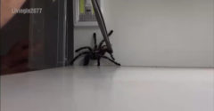 Čo robiť, keď odchyt tarantuly nedopadne podľa plánu