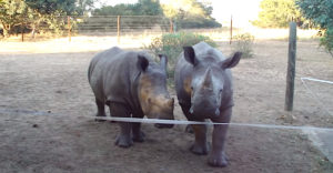 Vedeli ste, ako v skutočnosti znejú nosorožce? (Praktická ukážka)