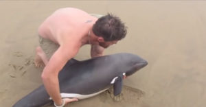 Zachránil život mláďaťu delfína (Namíbia)