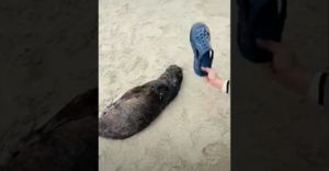 Čínsky turista chcel zobudiť tuleniatko spiace na pláži. Vyplieskal ho crocsou