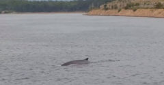 Dovolenkár zachytil veľrybu neďaleko pobrežia chorvátskeho ostrova Krk