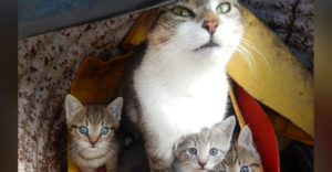 Žena vzala svoju mačku k veterinárovi, pretože každý mesiac kotila mačiatka. Ten ju vyviedol z omylu