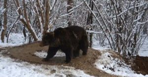 Medveď s psychickou traumou 6 rokov po oslobodení zo ZOO