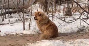 Pes čaká na svojho pána aj 5 rokov po jeho smrti (Hačikó story)