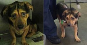 Chceli si adoptovať najsmutnejšieho psa z útulku, no personál ich odhováral. Oni sa však nedali a dnes je všetko inak