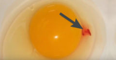 Červená škvrna vo vajci – čo to je v skutočnosti a ako škodlivá je pre naše zdravie
