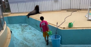 Čo robia tulene, keď pracovníci ZOO čistia bazén? Užívajú si to