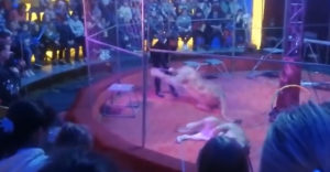 Levica zaútočila na svojho trénera v cirkuse (Rusko)