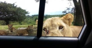 Dôvod, prečo by si sa mal počas jazdy cez Safari zamknúť v aute