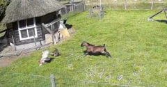 Kohút a koza zachraňujú sliepku pred jastrabom (Dráma na dvore)