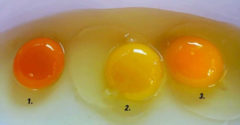 Ktoré vajíčko je najzdravšie? Farba žĺtka vám o tom napovie