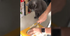 Mačka sa chcela dívať na krájanie cibule (Rýchlo oľutovala)