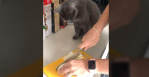 Mačka sa chcela dívať na krájanie cibule (Rýchlo oľutovala)