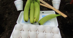 Vajcia a banány zahrabte do zeme. Tento trik mnohých záhradníkov možno prekvapí