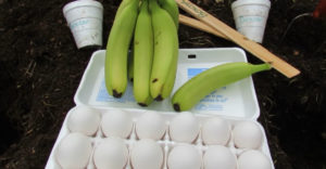 Vajcia a banány zahrabte do zeme. Tento trik mnohých záhradníkov možno prekvapí