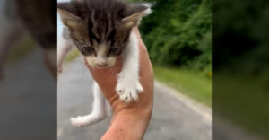 Muž zachránil mačiatko pri ceste (Nečakané vyvcholenie)