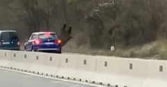 Vodič sa na diaľnici sa zrazil s medveďom (Rumunsko)