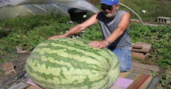 Muž rozrezal 130 kilogramový melón, ktorý kúpil na trhu. Keď uvidel, čo je vo vnútri, zbledol