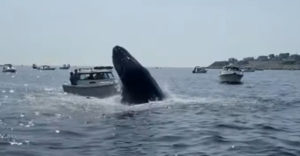 Veľryba vyskočila z mora a pristála na člne (Čistá trefa)