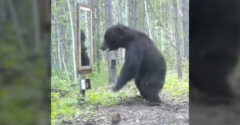 Čo sa stane, keď medveď natrafí v lese na zrkadlo