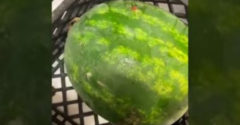 Dávajte si pozor na zhnité melóny (Môžu explodovať)
