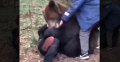 VIDEO: Banda tupých hláv vs. medveď (Vyrovnaný súboj)