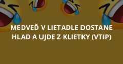 Medveď v lietadle dostane hlad a ujde z klietky (Vtip)