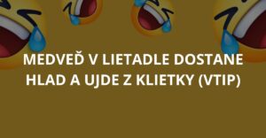 Medveď v lietadle dostane hlad a ujde z klietky (Vtip)