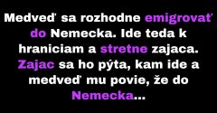 Medveď sa rozhodne emigrovať do Nemecka (Vtip)