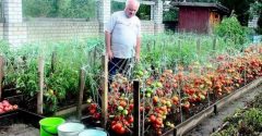 Starý otec prezradil svojmu vnukovi recept na veľkú úrodu paradajok. Toľko ešte nikdy nevypestoval