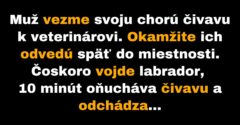 Muž dostane vysoký účet za vyšetrenie jeho čivavy (Vtip)