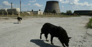 Toto sú mutanti z Černobyľu. ierne žaby, nový druh psa či superodolné baktérie