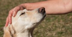 Ak zvyknete hladiť psa po hlave alebo ho objímať, okamžite prestaňte. Ide o obrovskú chybu, hovoria kynológovia