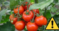 Akú zeleninu nikdy nesadiť vedľa paradajok? Nevedome ohrozujete svoju úrodu
