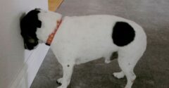 Opiera váš domáci miláčik svoju hlavu k stene? OKAMŽITE ho vezmite k veterinárovi