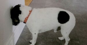 Opiera váš domáci miláčik svoju hlavu k stene? OKAMŽITE ho vezmite k veterinárovi