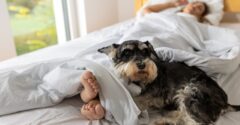 TOTO je dôvod prečo by ste psa nikdy nemali nechať spať vo vašej posteli