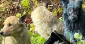 Černobyľske psy zmodreli! Vedci prichádzajú s možným vysvetlením