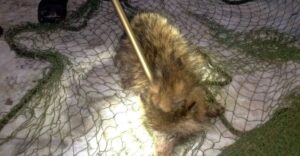 Myslela si, že pri ceste je zatúlaný pes. Keď ho uvideli policajti, neverili vlastným očiam