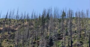 Len ľudia so „zrakom ostreľovača“ dokážu na tejto fotografii nájsť auto. Je to oveľa ťažšie, než si myslíte