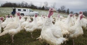 Prečo na pultoch supermarketov bežne nevídame morčacie vajcia? Dôvod vás možno prekvapí